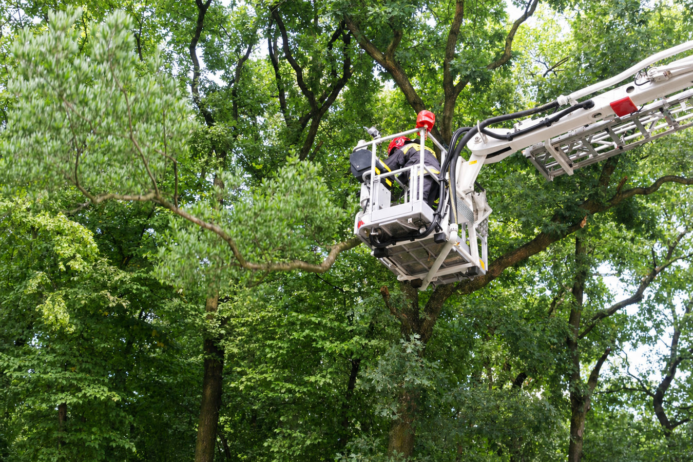 Commercial tree service in Dixon, CA