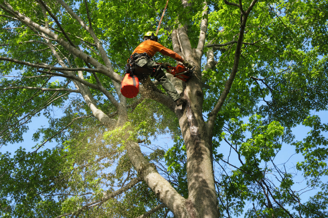 Tree removal in Dixon, CA